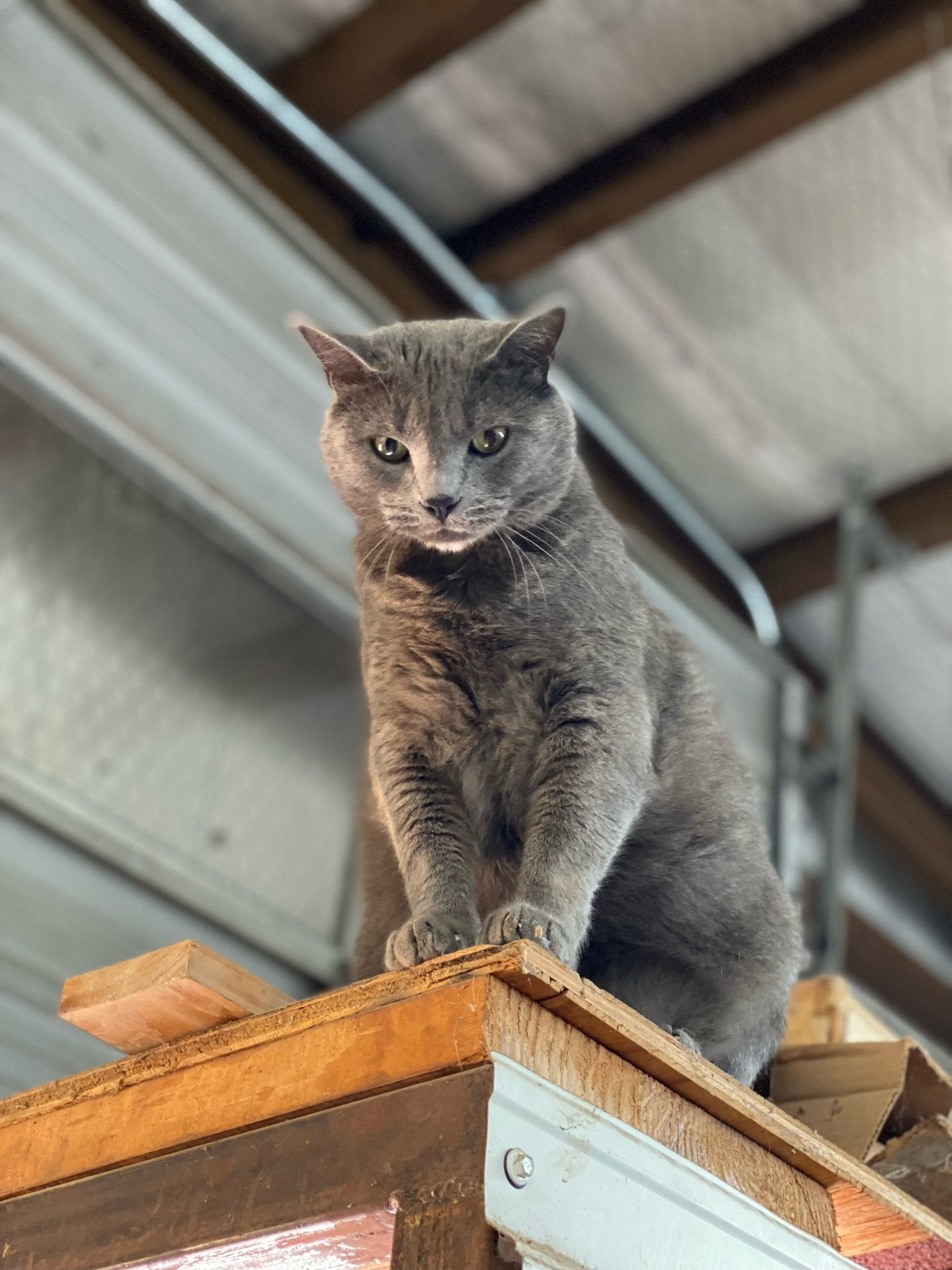 SMOKEY POLK